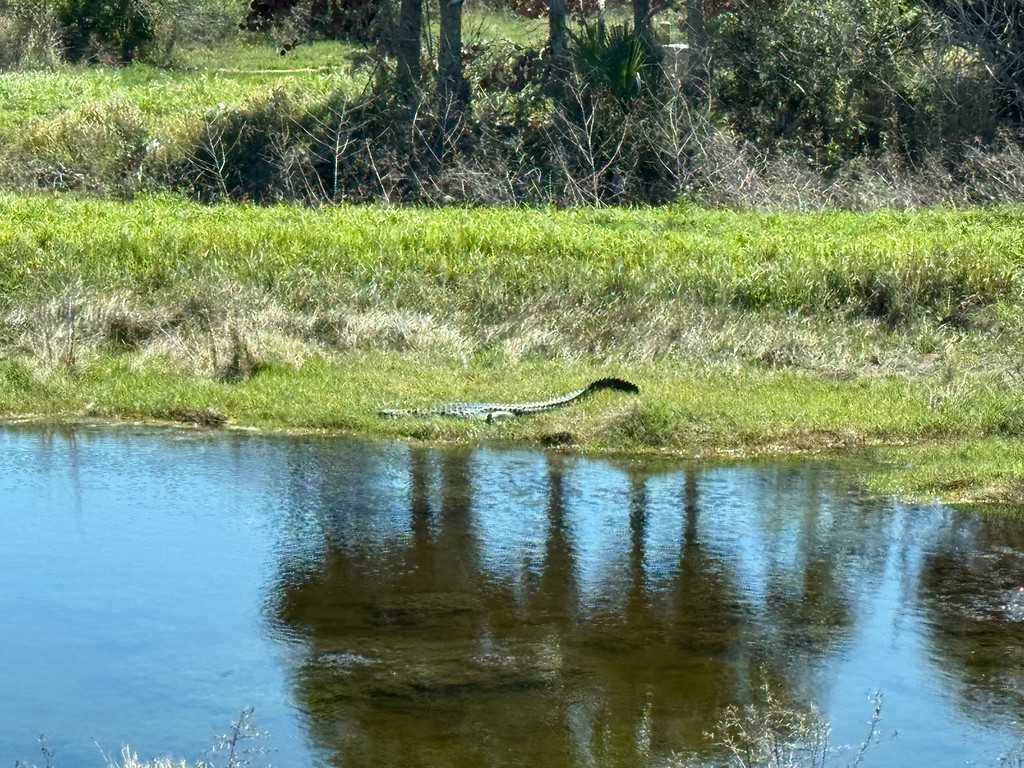 Manatees bring you one on one with Wildlife